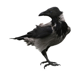 Black Raven Isolated on White Background.