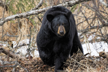 Roaming Black Bear