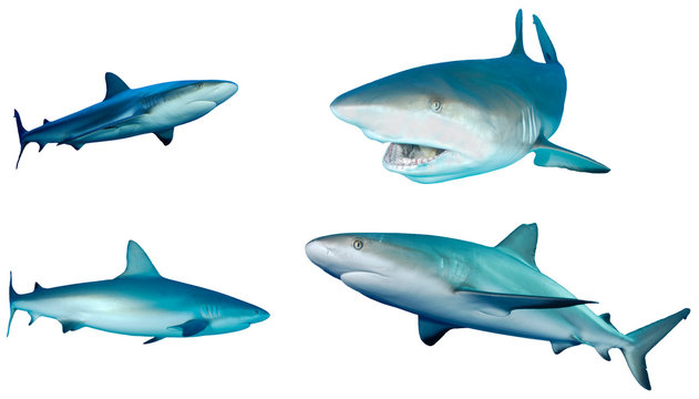 Sharks collection. Caribbean Reef Sharks isolated white background
