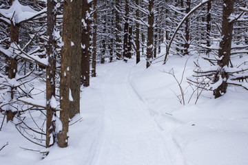 Fototapeta premium Sentier de vélo d'hiver en forêt