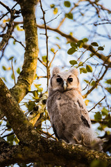 Verraux Eagle Owl