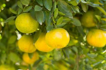 Ripe shogun orange hanging on tree. tangerine fruit