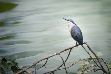 Heron-Butorides striata