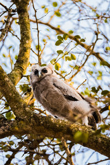 Verraux Eagle Owl