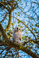 Verraux Eagle Owl