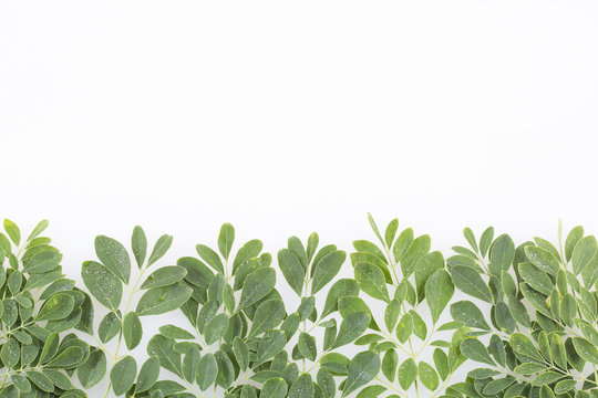 Fresh moringa leaves - Moringa oleifera