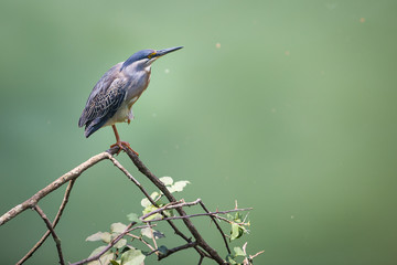 Heron-Butorides striata