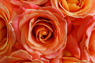 Bouquet of live orange-pink roses close-up, floral background.
