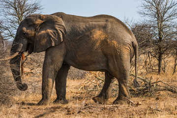 Elephant grazing in bush