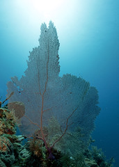 Fototapeta na wymiar Healthy Coral Reefs of Queen's Gardens in Cuba