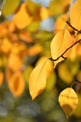紅葉