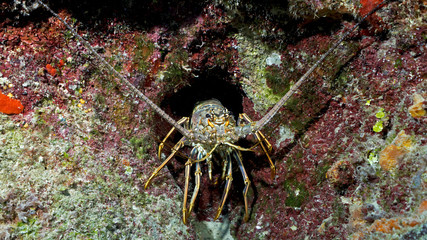Large Lobster in his crevice in Queen's Gardens, Cuba