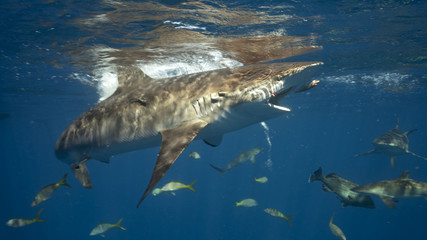 Fototapeta premium Silky Shark in Queen's Gardens, Cuba
