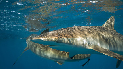 Silky Shark in Queen's Gardens, Cuba