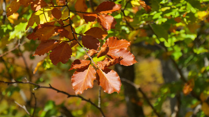 Foglie colorate in autunno