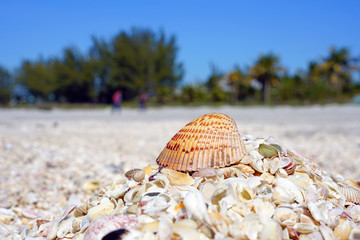 A cockle shell on top of shells on the beach by the sea in Sanibel, Florida