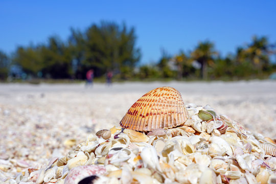 A cockle shell on top of shells on the beach by the sea in Sanibel, Florida