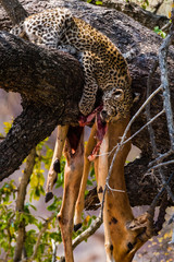 Leopard cub in tree with mother's kill