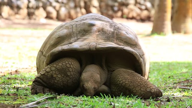 Giant turtles, dipsochelys gigantea in island Mauritius , Close up
