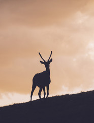 Elk silhouette at sunset
