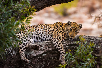 Naklejka na ściany i meble Leopard lying on tree branch