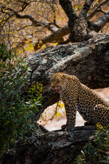 Leopard preached on tree branch