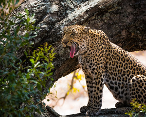 Leopard preached on tree branch