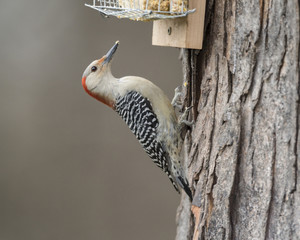 Female Red-bellied Woodpecker at suet feeder.