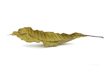 Dry leaf on a white background with shadow