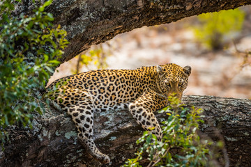 leopard lying on tree branch