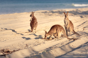 Kangaroos on the beach