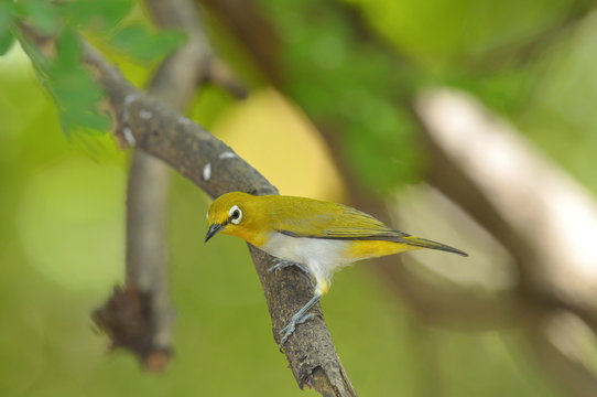Oriental White-eye, Yellow lovely bird