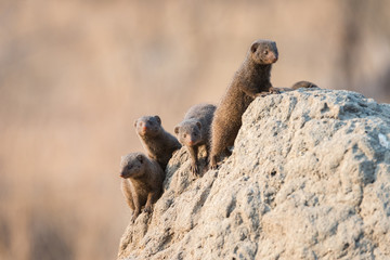 Mongoose on termite mound