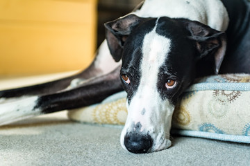 Close up of Great Dane resting at home.