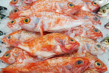 Image of Bigeye ocean perch on display at supermarket. Fresh whole bigeye ocean perch in selective focus with fish scale.