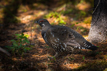 Spruce Grouse