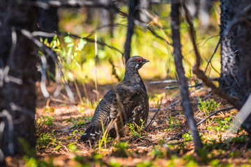 Spruce Grouse