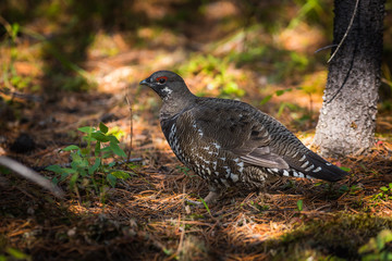 Spruce Grouse