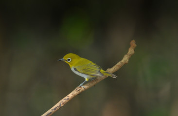 Oriental White-eye, Yellow lovely bird