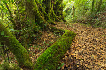 Obraz premium In the Australian rainforest