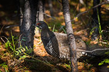 Spruce Grouse