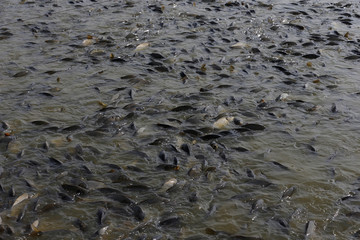 Many of the fish pond