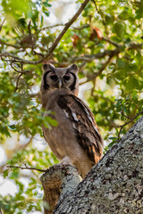 Verraux Eagle Owl intree