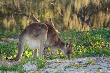Naklejka na ściany i meble Kangaroo on the beach