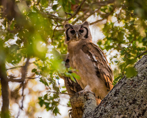 Verraux Eagle Owl intree