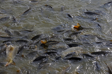 Many of the fish pond