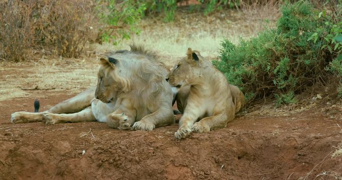 Young Lion & Lioness Close; Samburu 14 October 2016 Pm; Samburu, Kenya, Africa