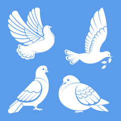 Pigeon or dove, white bird flying with spread wings in sky or sitting set.