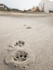 Close View of Dog Prints on a Beach