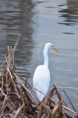 川岸にたたずむダイサギ